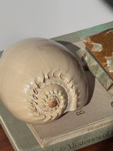Load image into Gallery viewer, Vintage Conch Shell