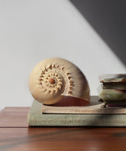 Load image into Gallery viewer, Vintage Conch Shell