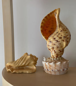 1996 UNDO Conch Card Holder